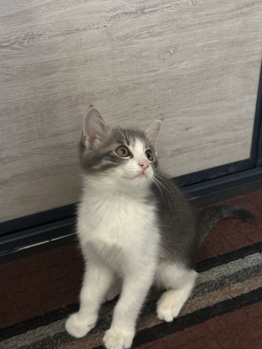 Продам маленького котенка