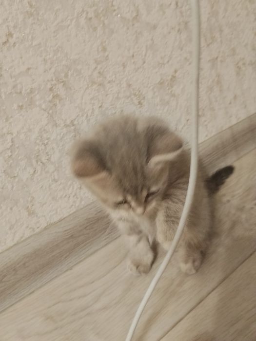 Продам котенка шатландца/британца