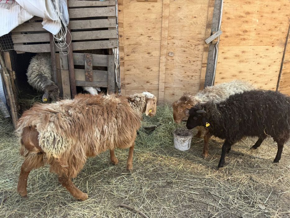 Бараны годовалые