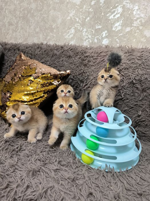 Котята готовы к переезду