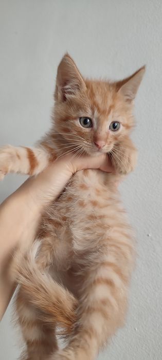 Котята ходят в лоток