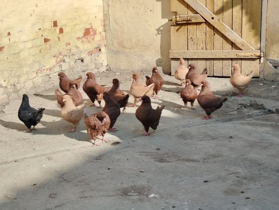 Vând porumbei rasa king