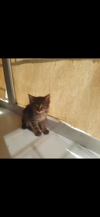 Одам даром котенка