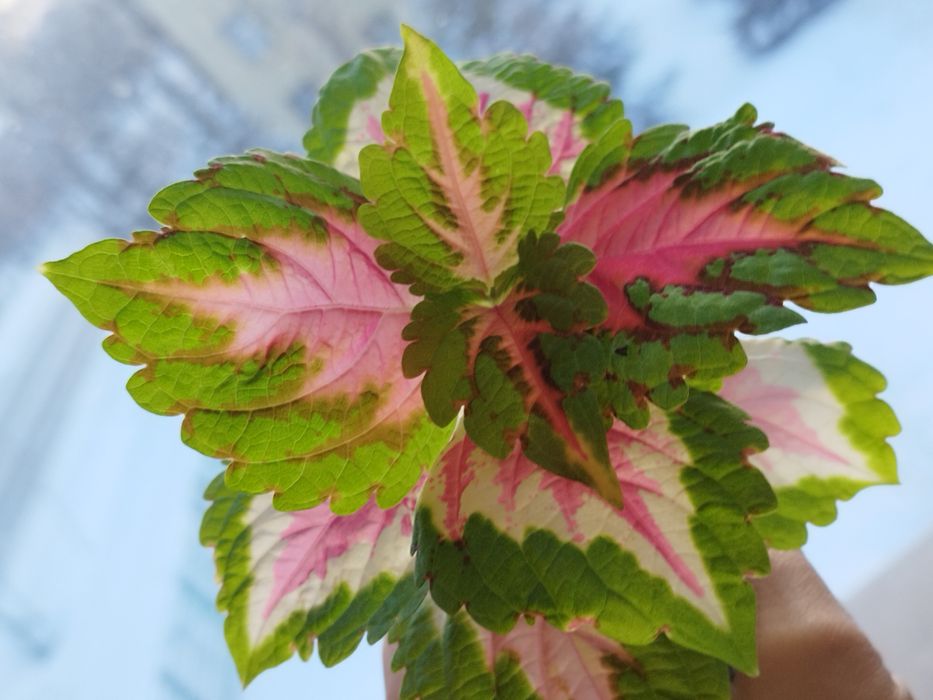 Колеус биг Бен сальмон пинк