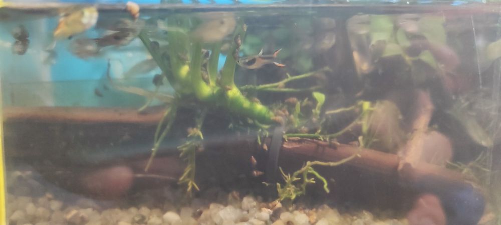 Гуппи эндлера, живородящая