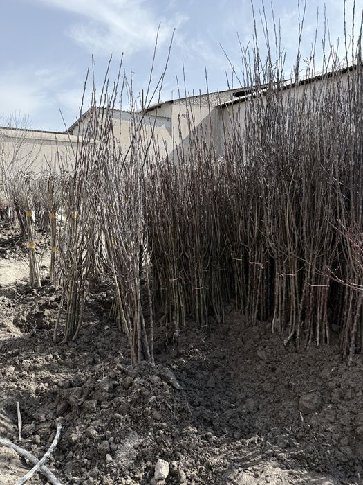 Мевали кучатлар оптом. Mevali ko'chatlar bor. 15 000 сум