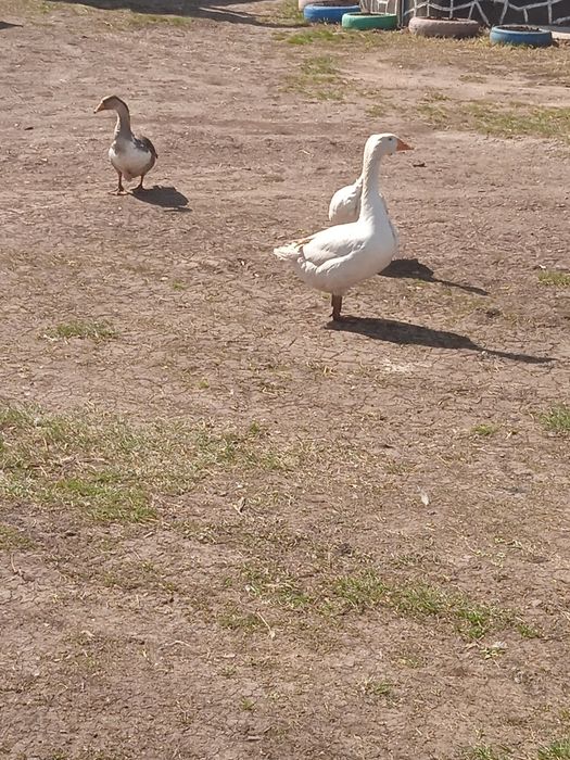 Продам домашних гусей