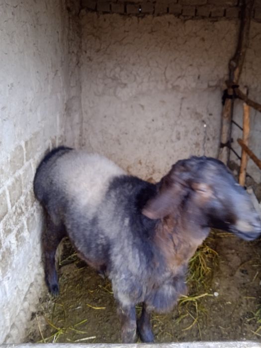 Кочкорлар сотилади!!!