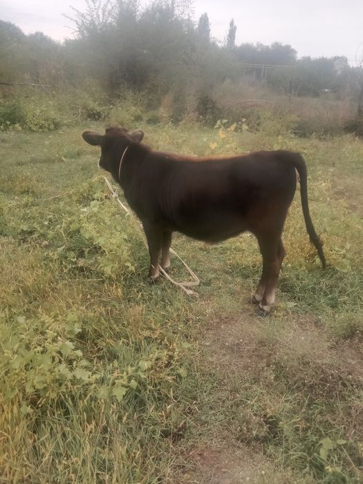 Сиыр бұзауымен сатамын