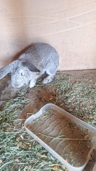 Қояндар сатылады 11 шт