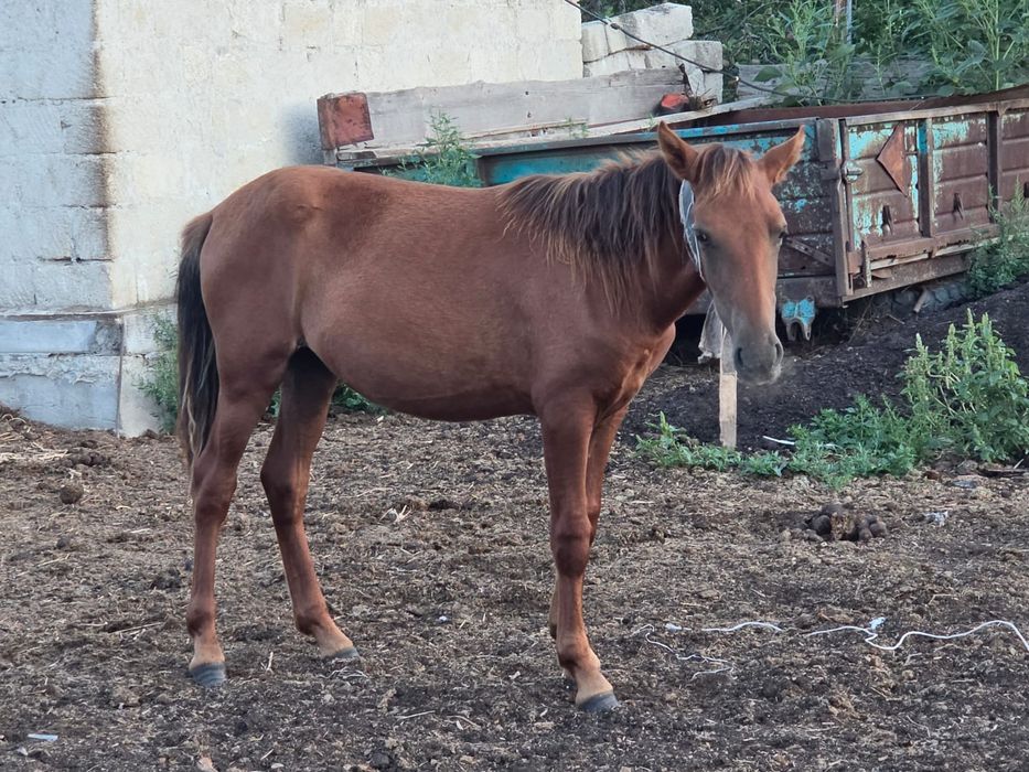 Продается лошади
