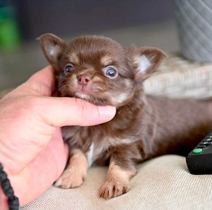 Мъжко миниатюрно дългокосместо чихуахуа шоколадов тен