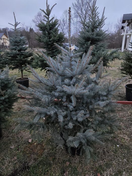 Brad natural cu rădăcini