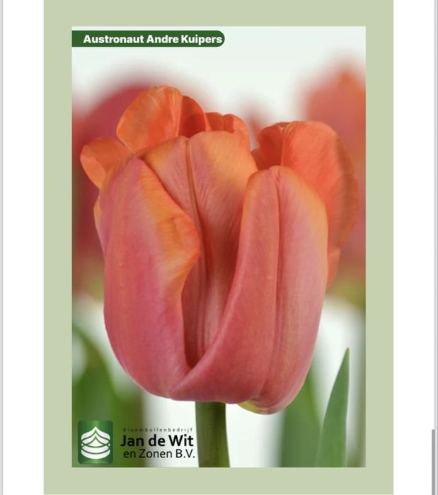 Продаем голандские тюльпаны оптом