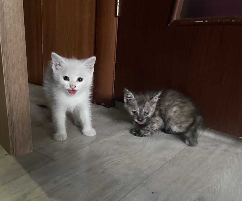 Отдам котят полтора месяца