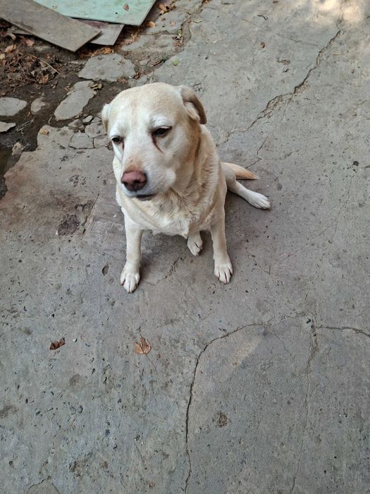 Отдам Собаку в добрые,надежные руки,с отслеживанием.