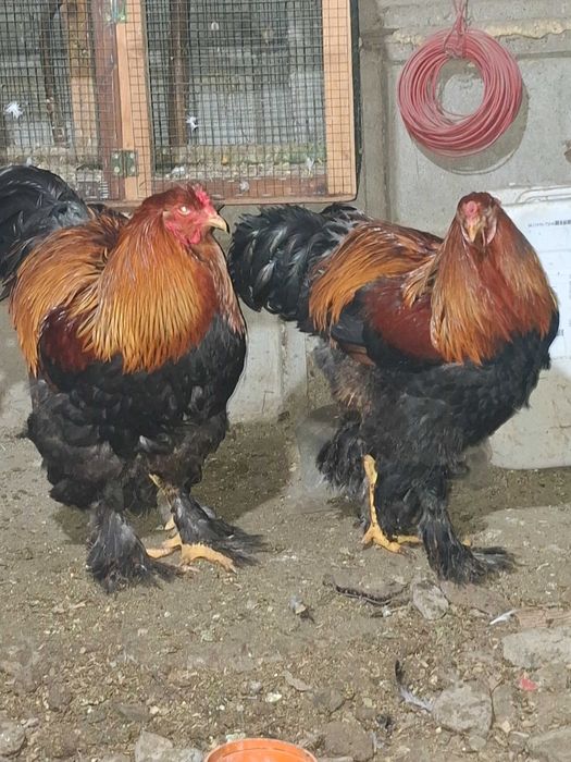 Cocosi brahma potarnichiu!