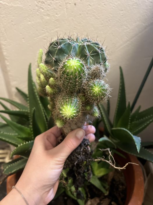 Cactus mare + puiuti