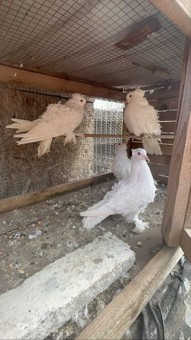 2 femele cret francez
