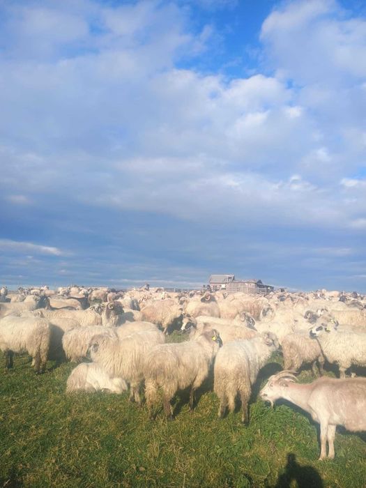 Vând oi de tinut si sacrificat