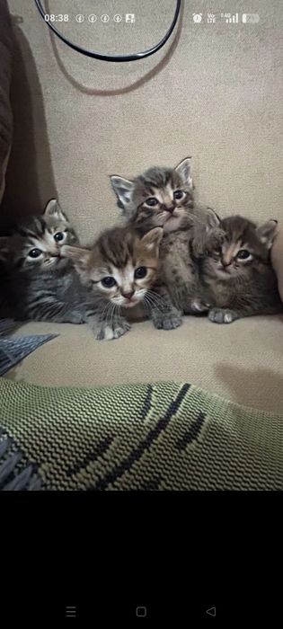 Котята в добрые руки