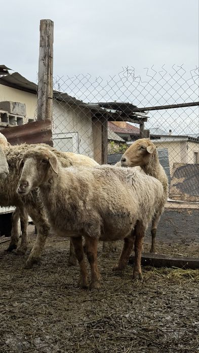 Продам трёх маток котные!