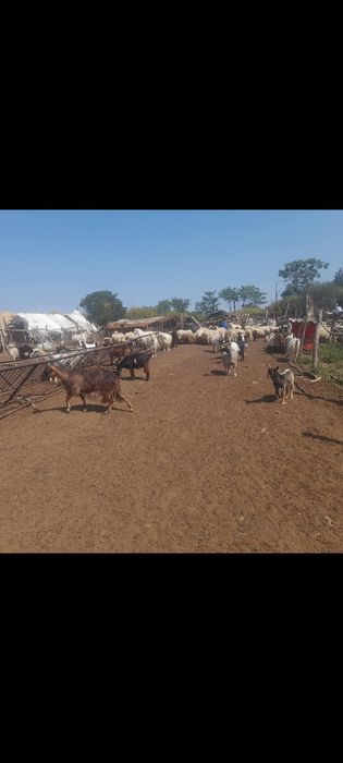 Vând capre și oi bune