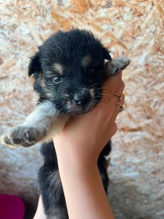 Помесь спаниеля и корги