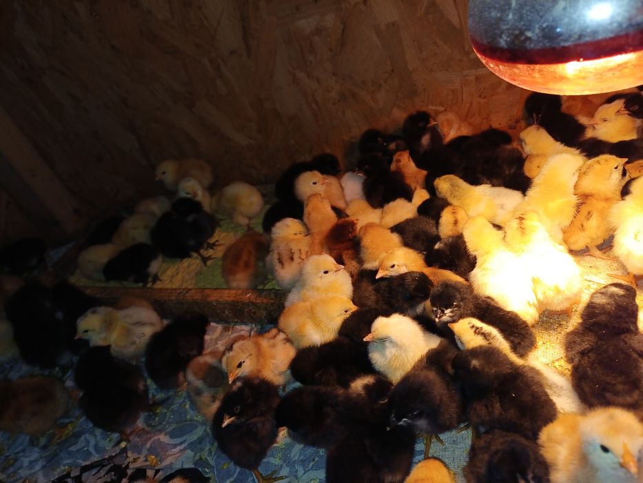 Pui de casă de 3 zile