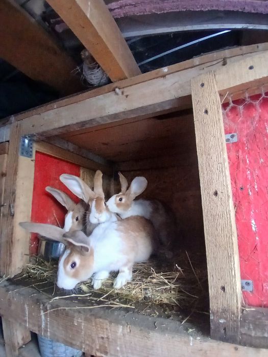 Iepuri Hycole francez