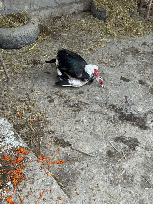 Индоутка қораздары/