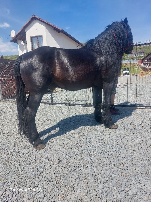 Armasar  de vânzare