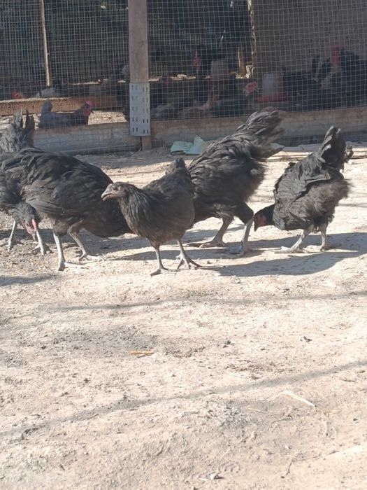Avstrolop ruminiya jojalari sotiladi kelshtrb bervorilad
