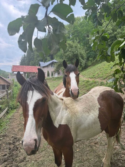 Mânz tărcat echitatie