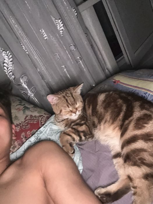 Шотландский кот в добрые руки