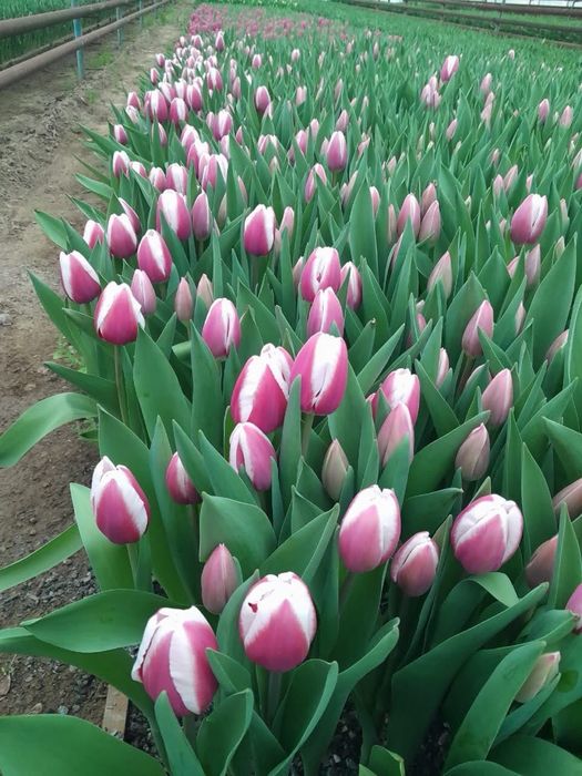 Тюльпаны оптом, крупные