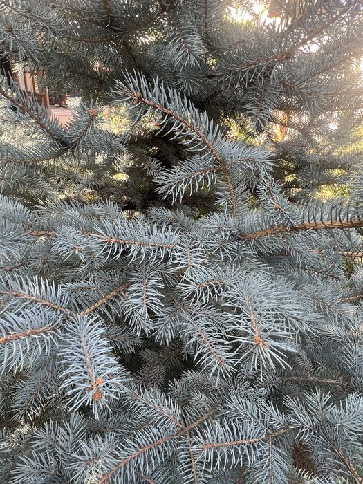 Голубая ель свой