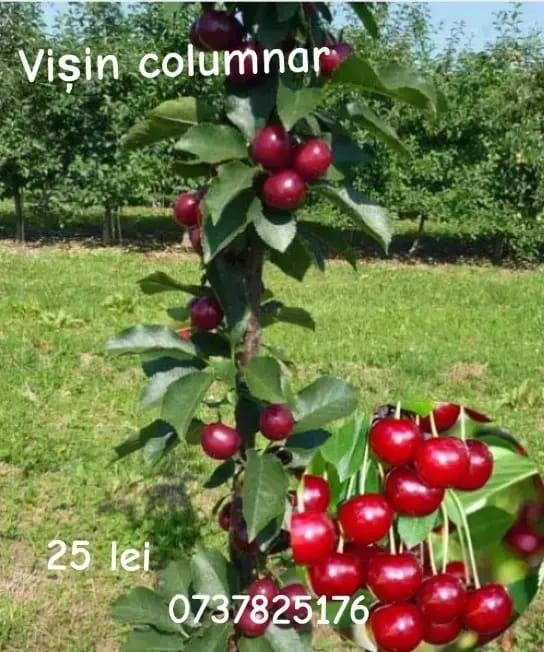 Vând pomi columnari