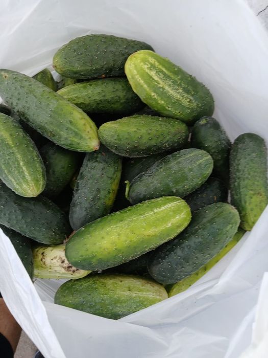 Продам огурцы домашние