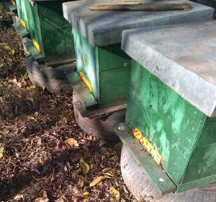 Familii de albine/stupi