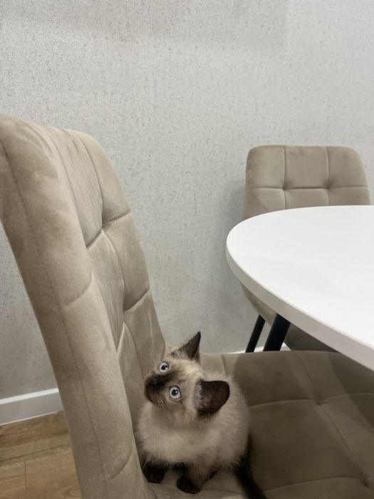 Продаю котёнка!!!