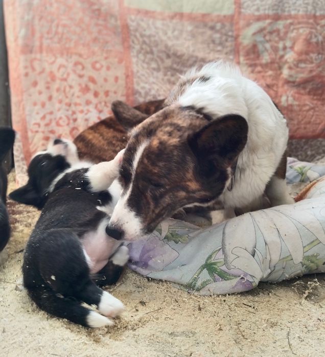 Щенки вельш корги кардиган