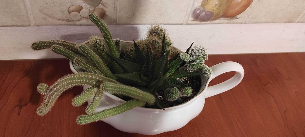 Cactuși in vas ceramica