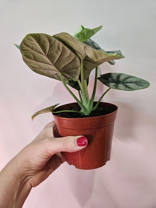 Алоказия сильвер дракон