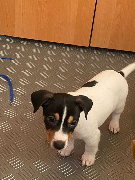 Продават се Джак Ръсели