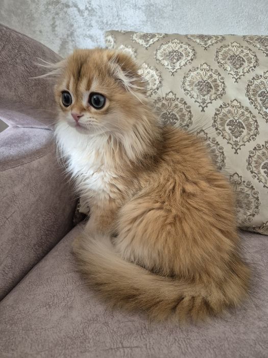 Золотая шиншилла