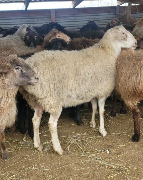 баран продаеца целка