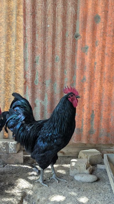 Петухи, хурозлар астралорп , джерси