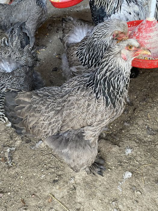 Oua incubat Brahma Herminat inchis