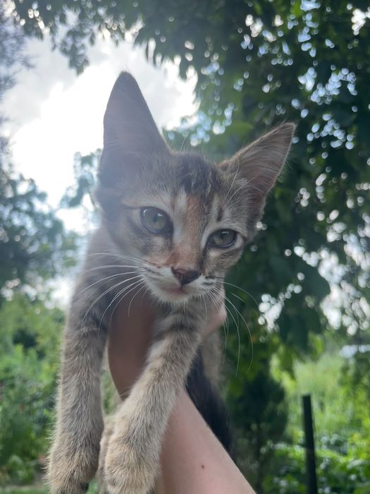 Котята-девочки в добрые руки